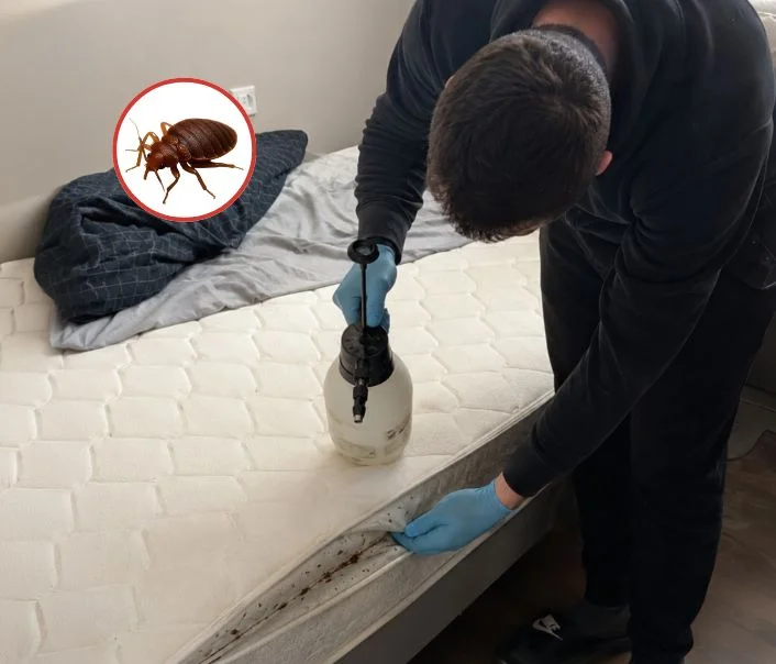 Technicien traitant un matelas contre les punaises de lit à Milly-la-Forêt